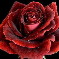 Red-Rose