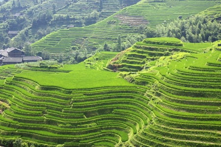 Greenery - stairway, terraces, mountain, green