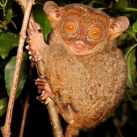 Tarsier