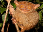 Tarsier