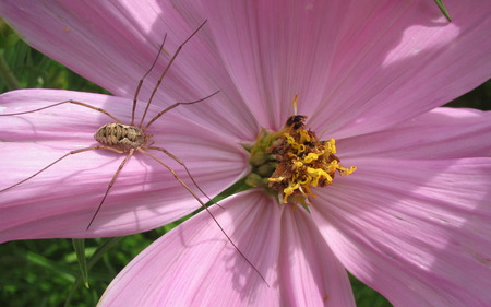 Spider In Flower - spiders, pink, flowers, nature, araneae