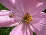 Spider In Flower