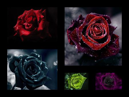 Beautiful Roses - flowers, black, nature, purple, red, rose, love