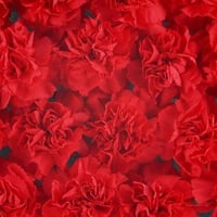 6 dense red carnation flowers background 1600  10 1600x1200.jpg