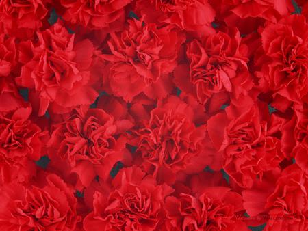 6 dense red carnation flowers background 1600  10 1600x1200.jpg - bunches, carnations, red, spicy