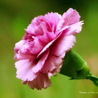 30 1600 1 0 pink carnation flower in nature photo1600x1299jpg