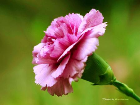 30 1600 1 0 pink carnation flower in nature photo1600x1299jpg - carnation, pink spicy, flower