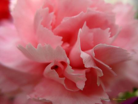 36 close up photo of pink carnation petals 1600 1 0 1600x1200.jpg - carnation nature, bloom, flower