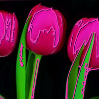 Three pink tulips on black background pop art wallpaper.jpg