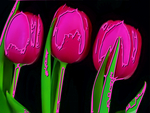 Three pink tulips on black background pop art wallpaper.jpg