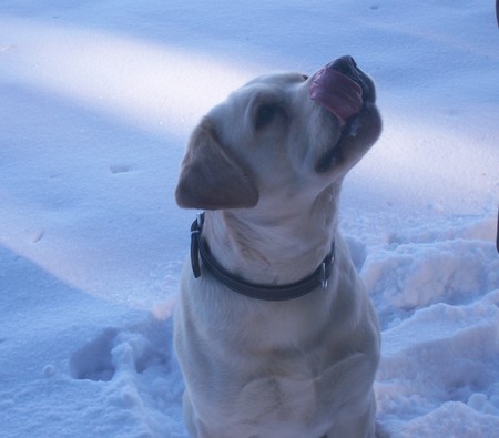 I'm hungry - snow, dog, winter, labrador