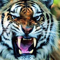 martial tiger wallpaper 1024x768. jpg