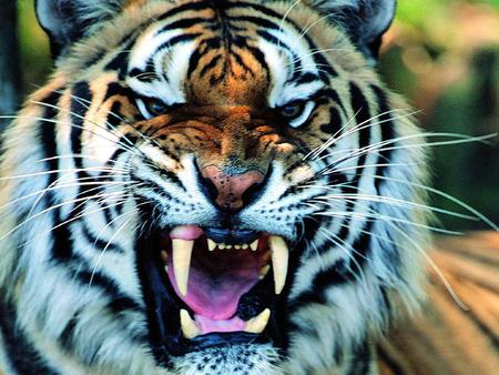 martial tiger wallpaper 1024x768. jpg - teeth, tiger, wild, growl