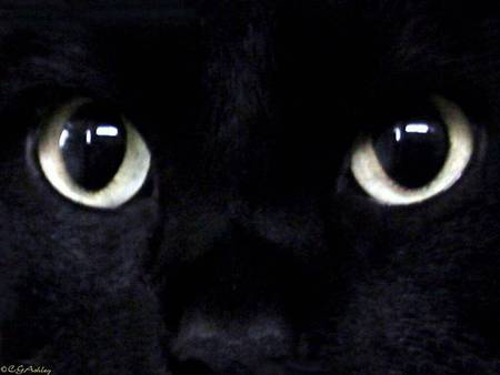 cat wallpaper 002 1024. jpg - black, eyes, meow, cat