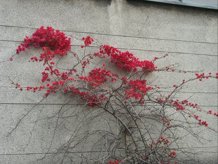 	Flowers on a wall. - flowers, wall