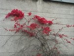 	Flowers on a wall.