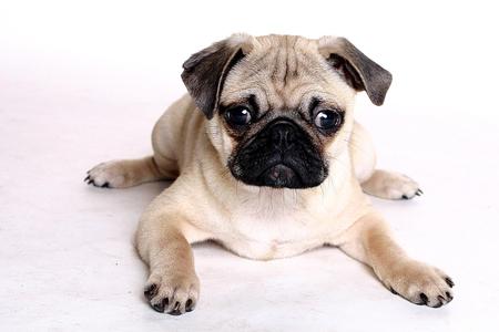 Chinese Pug - dog, cachorro, animals