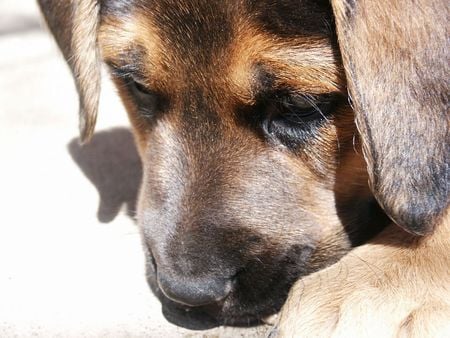 German Shepherd Puppy - dog, cachorro, animals