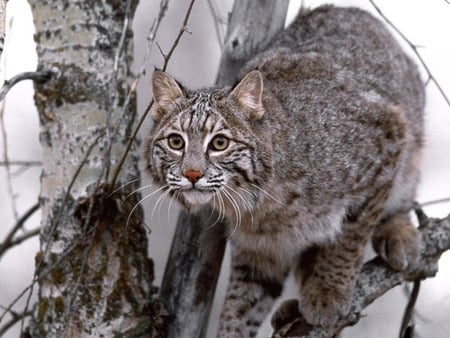 Eurasian Lynx cat - gato, lynx, animals, cat