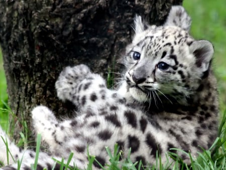 Leopon Cub - leopard, cub, animals