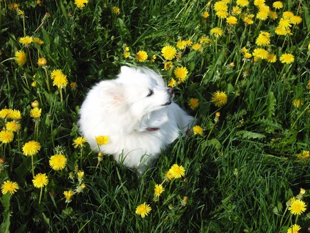 Leila - flowers, spring, spitz, grass