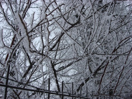 cold winter - snowman, winter, trees, cold