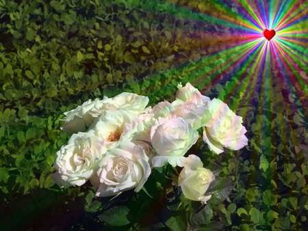 WHITE ROSES - white, shine, roses, heart, colors