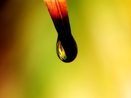 Vista Plant - stem, windows vista, nature