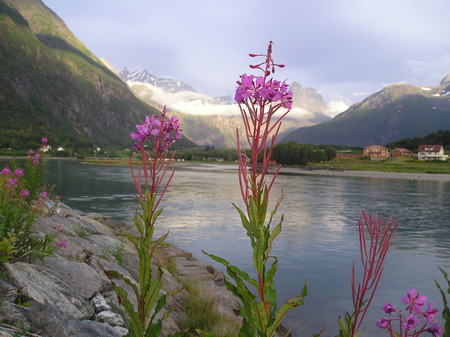 Norway - water, nature, landscape, lake, mountains, flower, sky