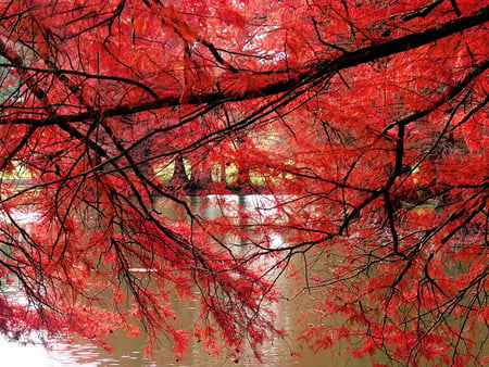 red-curtain - nature, lake, hot, red, tree