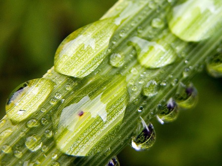 water drops - nature, hot, water, plants, drops