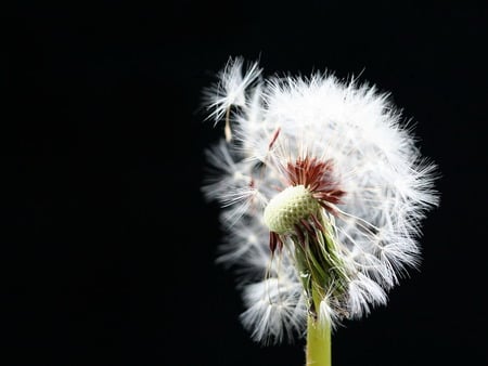 dandelion - nature, hot, plants, dandelion