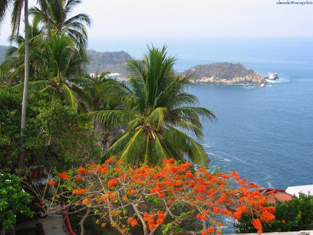 Island View - island, ocean, palm trees, orange flowers