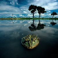 Australian Bull Frog