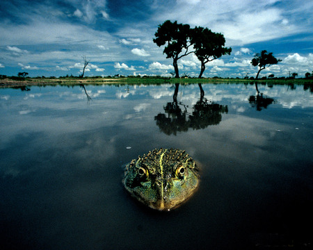 Australian Bull Frog - bull frog, lake, evening, trees, australia