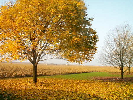 Autumn on the farm - farm, leaves, fields, trees, autumn