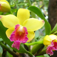 Bright Orchids