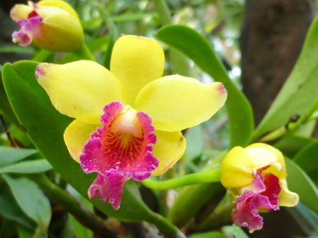 Bright Orchids - flowers, orchids, tropical, garden