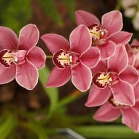 Pink Orchids