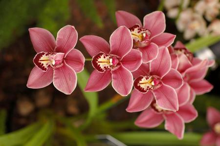 Pink Orchids - Flowers & Nature Background Wallpapers on Desktop Nexus