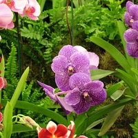 Display Orchids