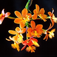 Golden Orange Orchids