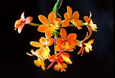 Golden Orange Orchids - flowers, bunch, orchid, tropical