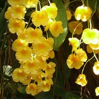 Hanging Yellow Orchids