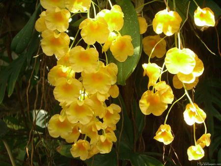 Hanging Yellow Orchids - tropical, yellow flowers, hanging orchids