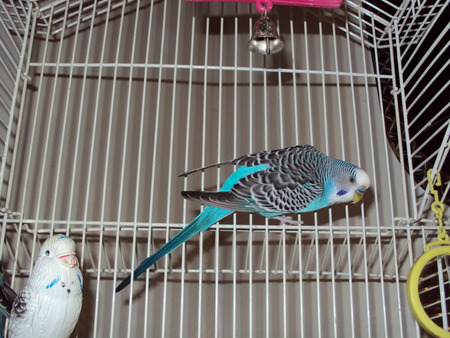 Buddy The Budgie - pets, birds, nature, budgies