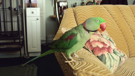 Cheeko - pets, parrots, nature, birds