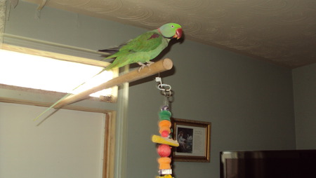 Cheeko - pets, parrots, nature, birds