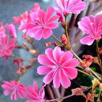 Bright pink jasmine