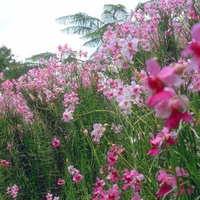 Singapore Orchid Garden